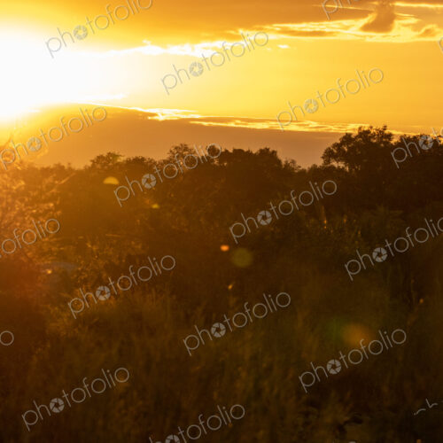 River sunset, landscape with golden sunset glow.