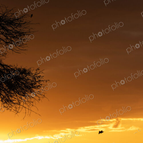River sunset, landscape with golden sunset glow.