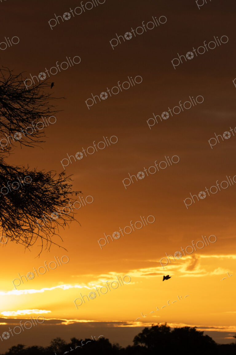 River sunset, landscape with golden sunset glow.
