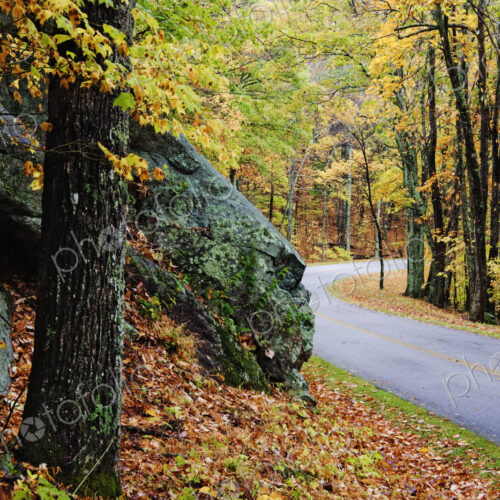 Road Through Forest Road Through Forest