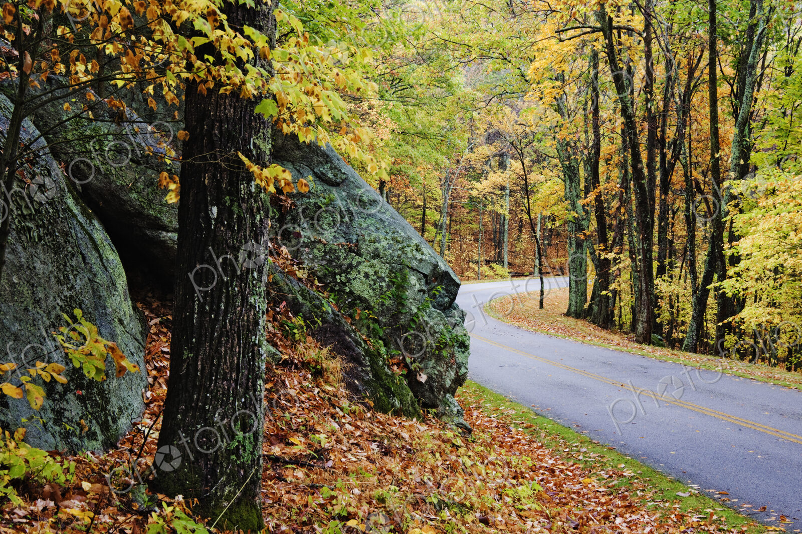 Road Through Forest