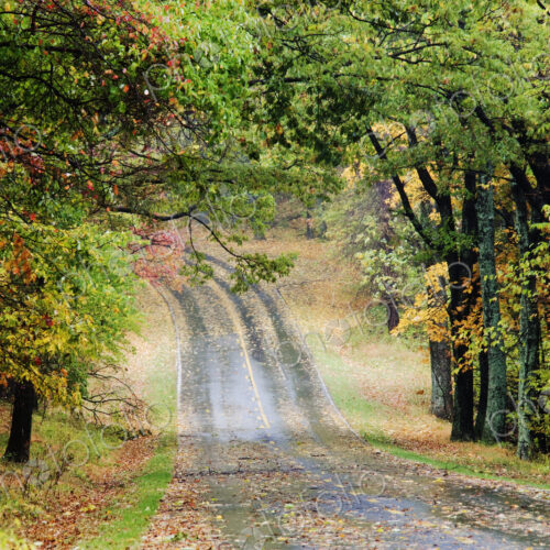 Road Through Forest Road Through Forest