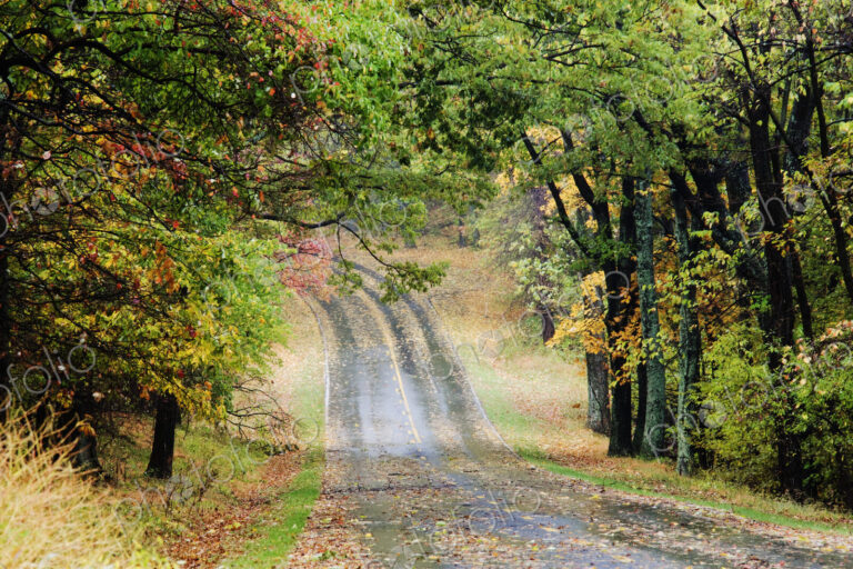 Road Through Forest
