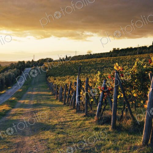 Road Through Vineyard Road Through Vineyard