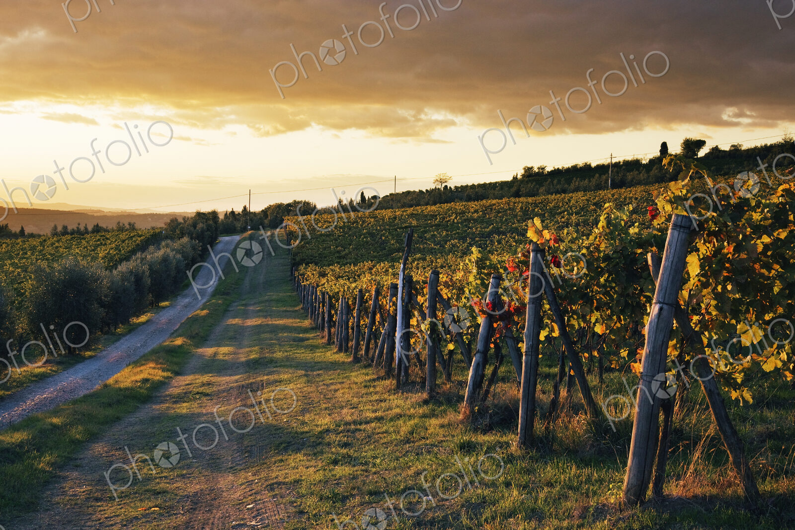 Road Through Vineyard