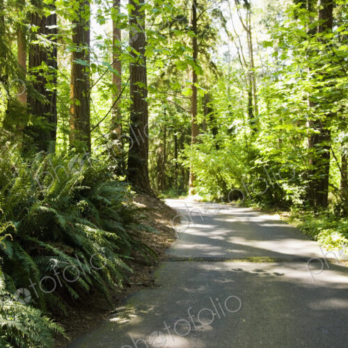 Road in Forest Road in Forest