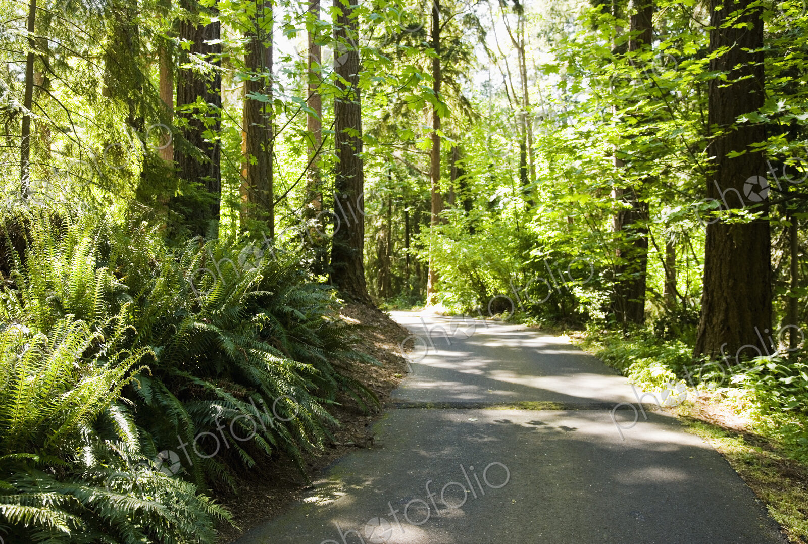 Road in Forest
