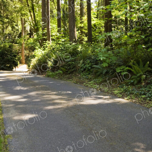Road running past trees in residential district. Road running past trees in residential district.