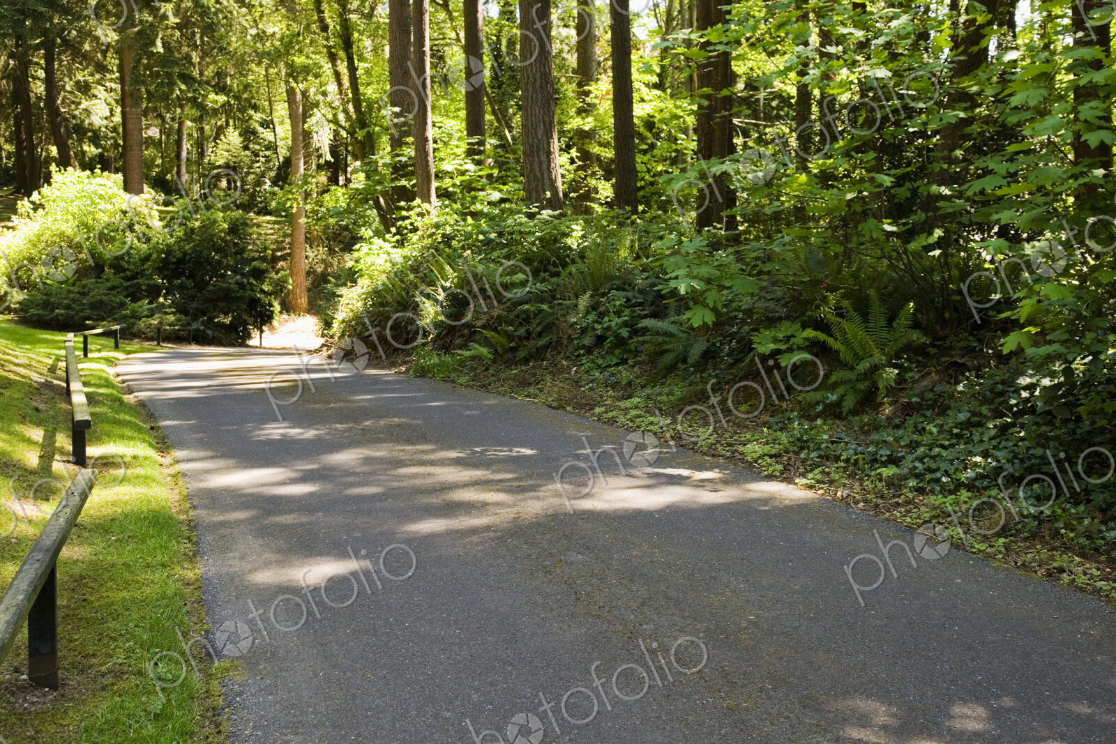 Road running past trees in residential district.