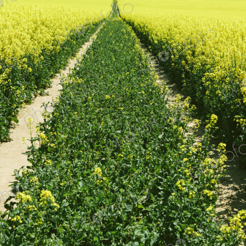 Road through field of yellow flowering mustard seed plants growing in Spring, near… Road through field of yellow flowering mustard seed plants growing in Spring, near…