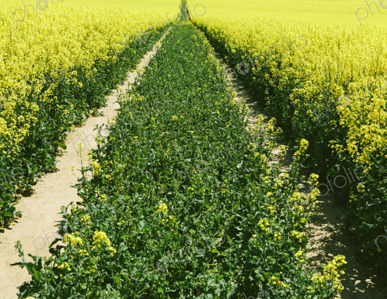 Road through field of yellow flowering mustard seed plants growing in Spring, near…