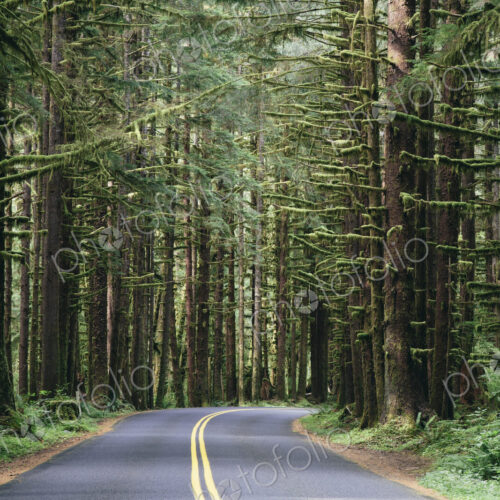 Road winding through the lush, temperate rainforest of the Hoh rainforest in… Road winding through the lush, temperate rainforest of the Hoh rainforest in…