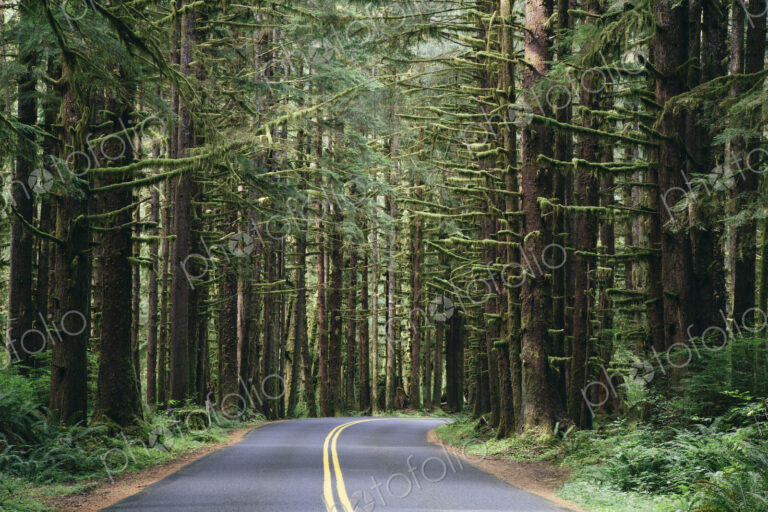 Road winding through the lush, temperate rainforest of the Hoh rainforest in…
