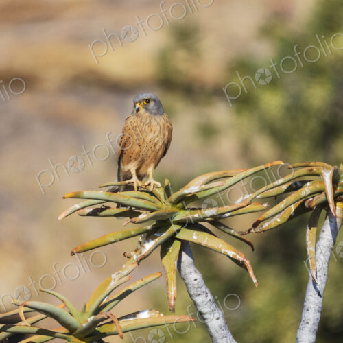Rock Kestrel, Falco rupicolus, a bird perched on a tree branch in Goegap Nature Reserve,