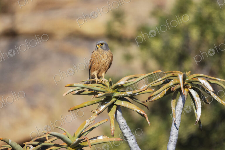 Rock Kestrel, Falco rupicolus, a bird perched on a tree branch in Goegap Nature Reserve,