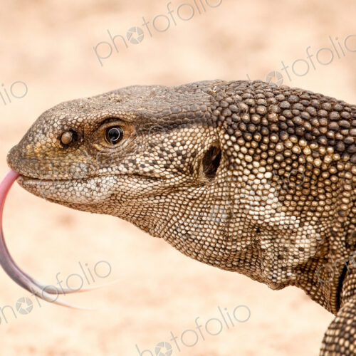 Rock monitor lizard's head, Varanus albigularis, tongue out, sand background Rock monitor lizard's head, Varanus albigularis, tongue out, sand background