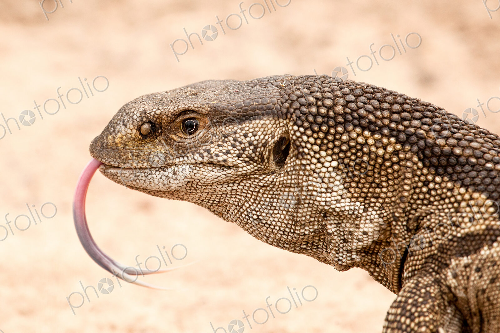 Rock monitor lizard’s head, Varanus albigularis, tongue out, sand background