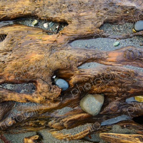 Rocks embedded in beach driftwood, Port Angeles, WA USA