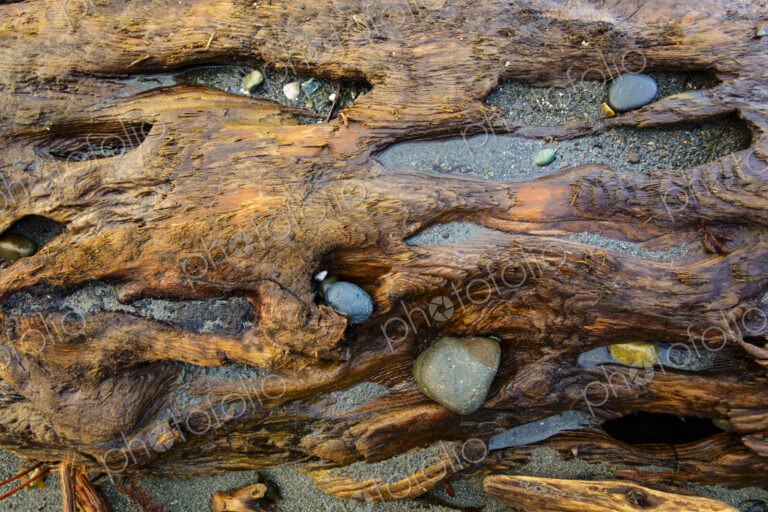 Rocks embedded in beach driftwood, Port Angeles, WA USA