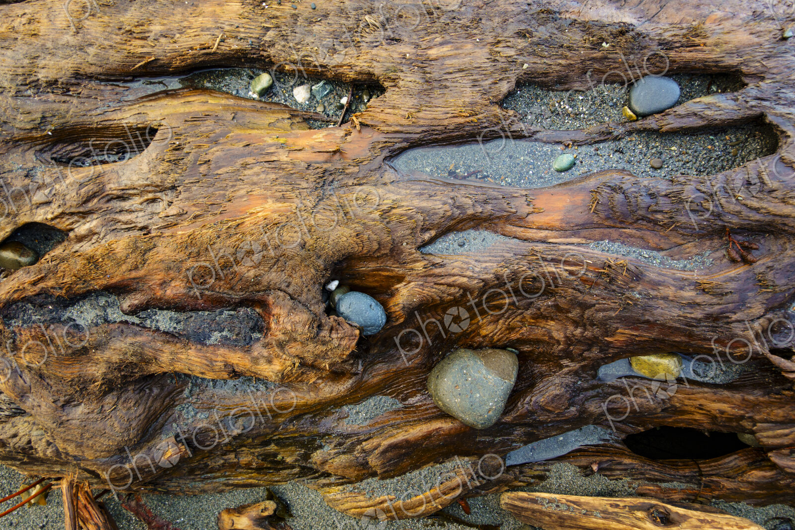 Rocks embedded in beach driftwood, Port Angeles, WA USA