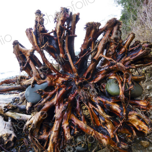 Rocks embedded in cedar tree root ball. Rocks embedded in cedar tree root ball.