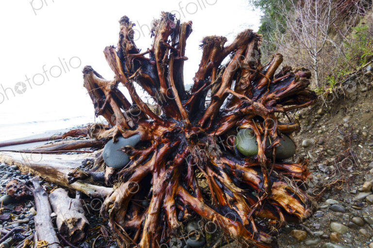 Rocks embedded in cedar tree root ball.