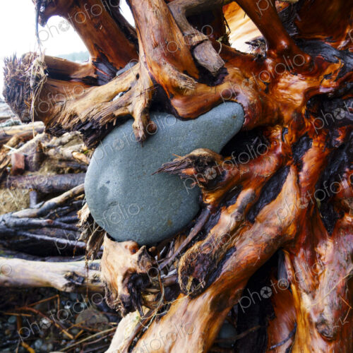 Rocks embedded in cedar tree root ball. Rocks embedded in cedar tree root ball.