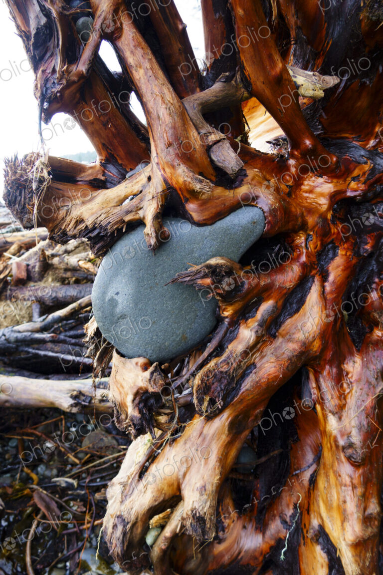 Rocks embedded in cedar tree root ball.