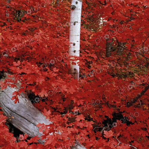 Rocky mountain maple trees and the white bark of aspens in the Wasatch National forest.