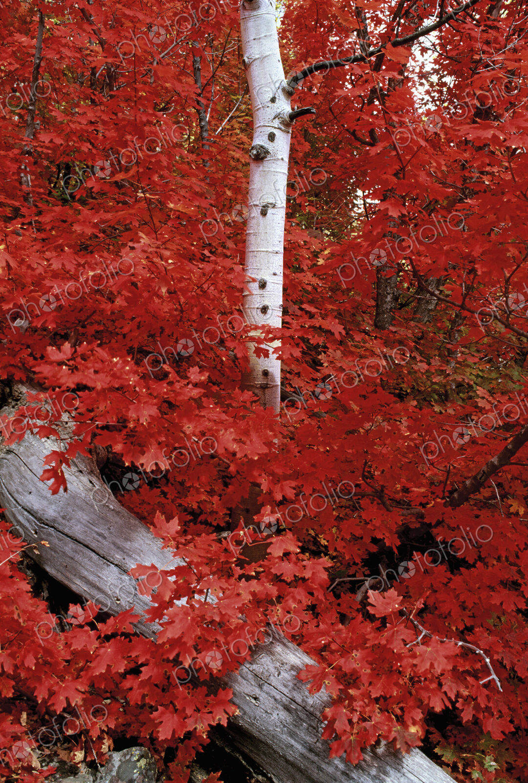 Rocky mountain maple trees and the white bark of aspens in the Wasatch National forest.
