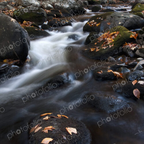 Rocky stream in a forest with autumn leaves and foliage.