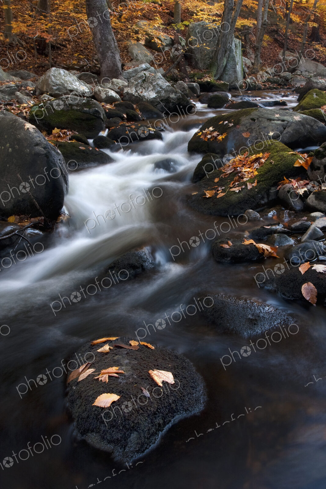 Rocky stream in a forest with autumn leaves and foliage.