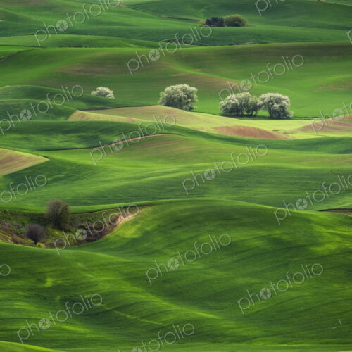 Rolling green hills in rural landscape