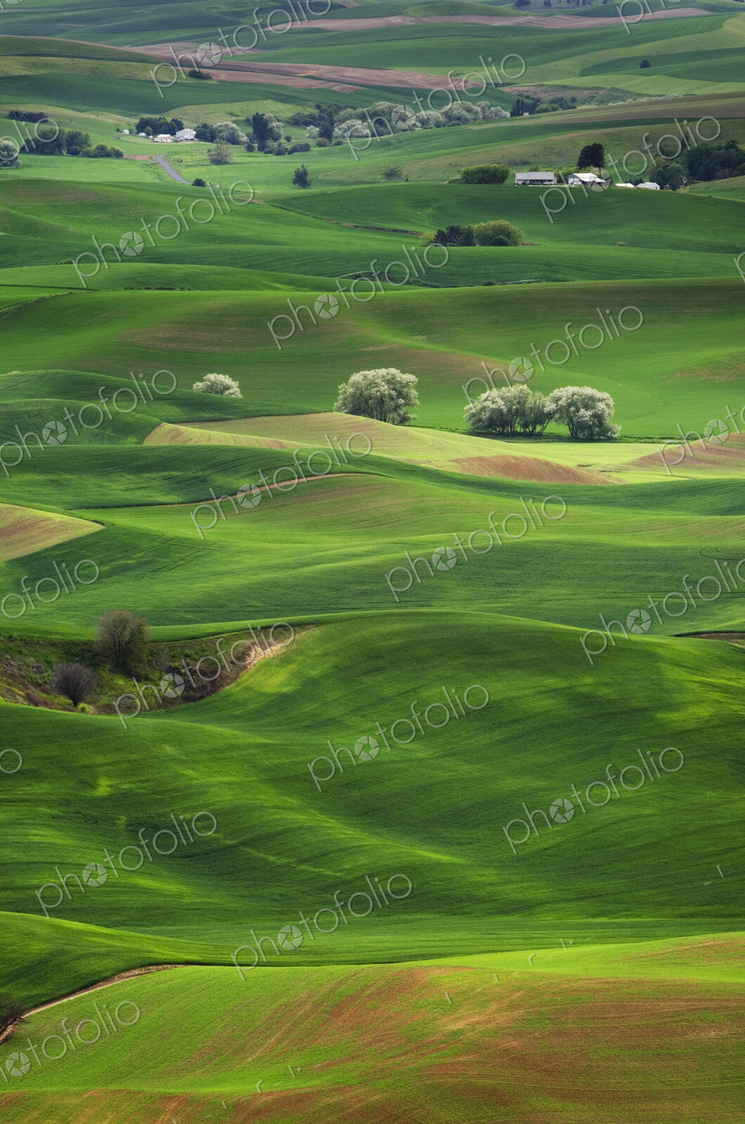 Rolling green hills in rural landscape