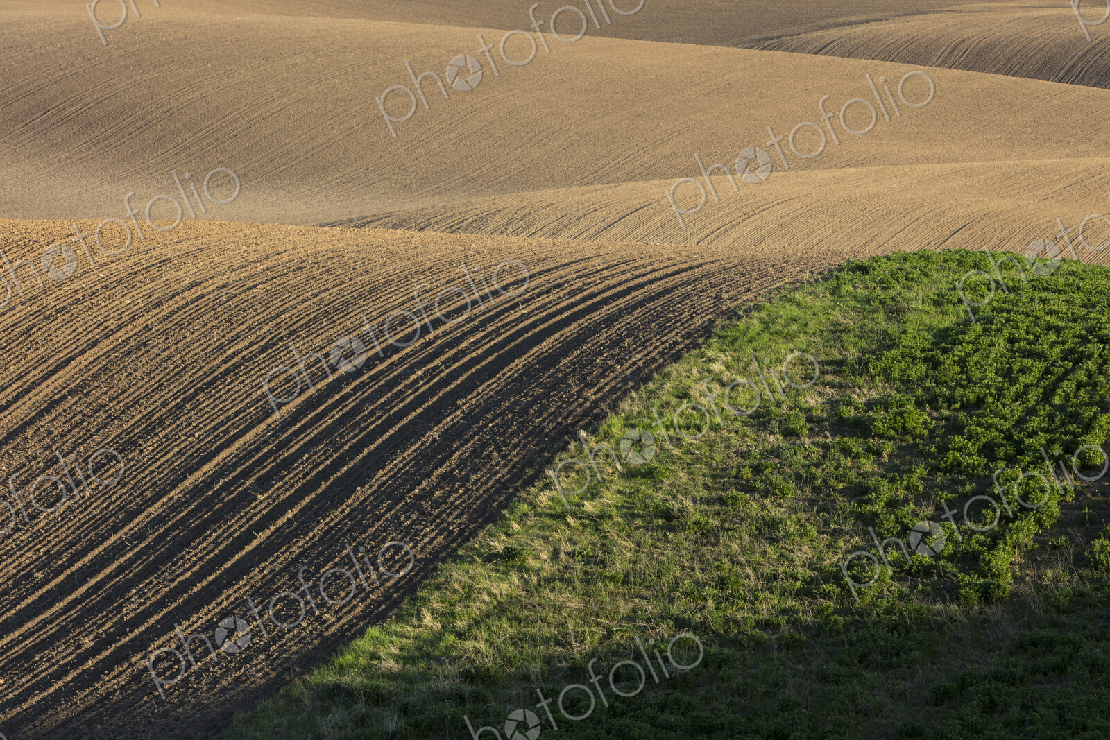 Rolling hills of tilled farmland in Spring