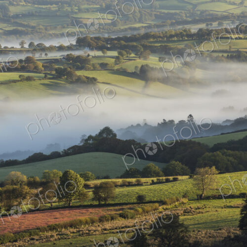Rolling landscape covered in mist, with fields, hedges and trees. Rolling landscape covered in mist, with fields, hedges and trees.