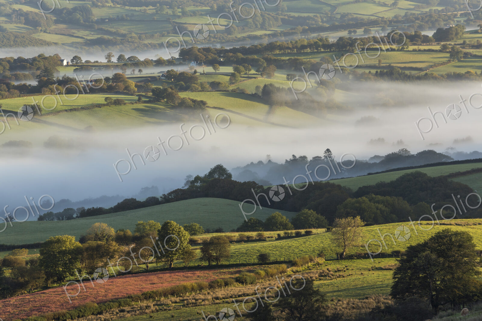 Rolling landscape covered in mist, with fields, hedges and trees.