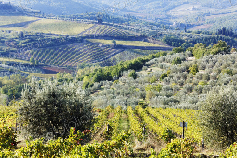 Rolling rural landscape, Panzano, Tuscany, Italy