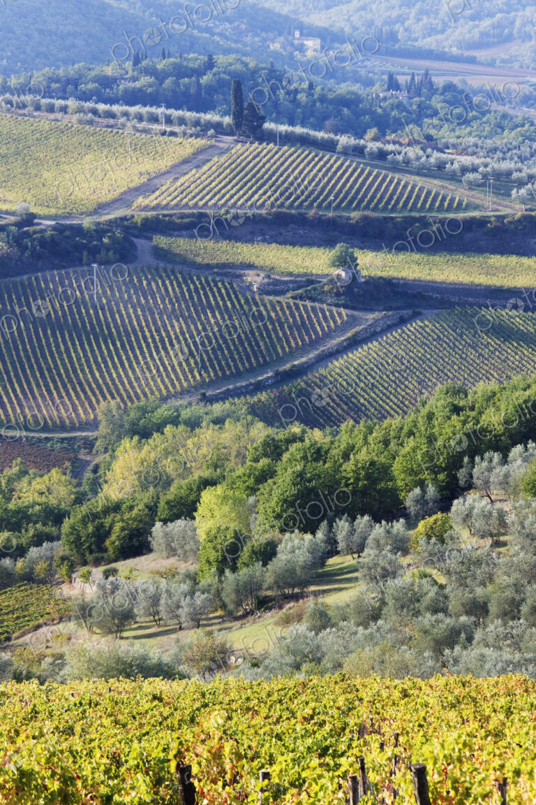 Rolling rural landscape, Panzano, Tuscany, Italy