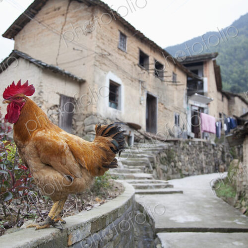 Rooster On A Roadside Wall Rooster On A Roadside Wall