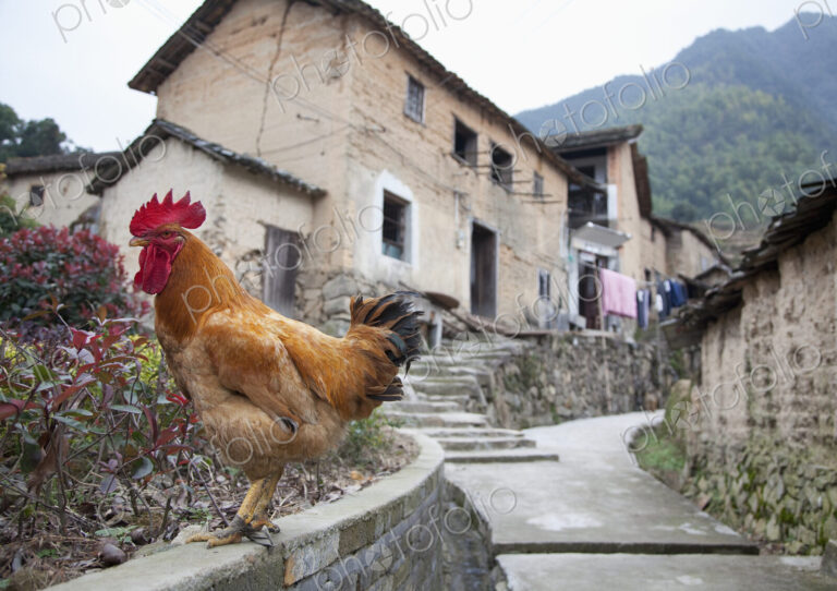 Rooster On A Roadside Wall
