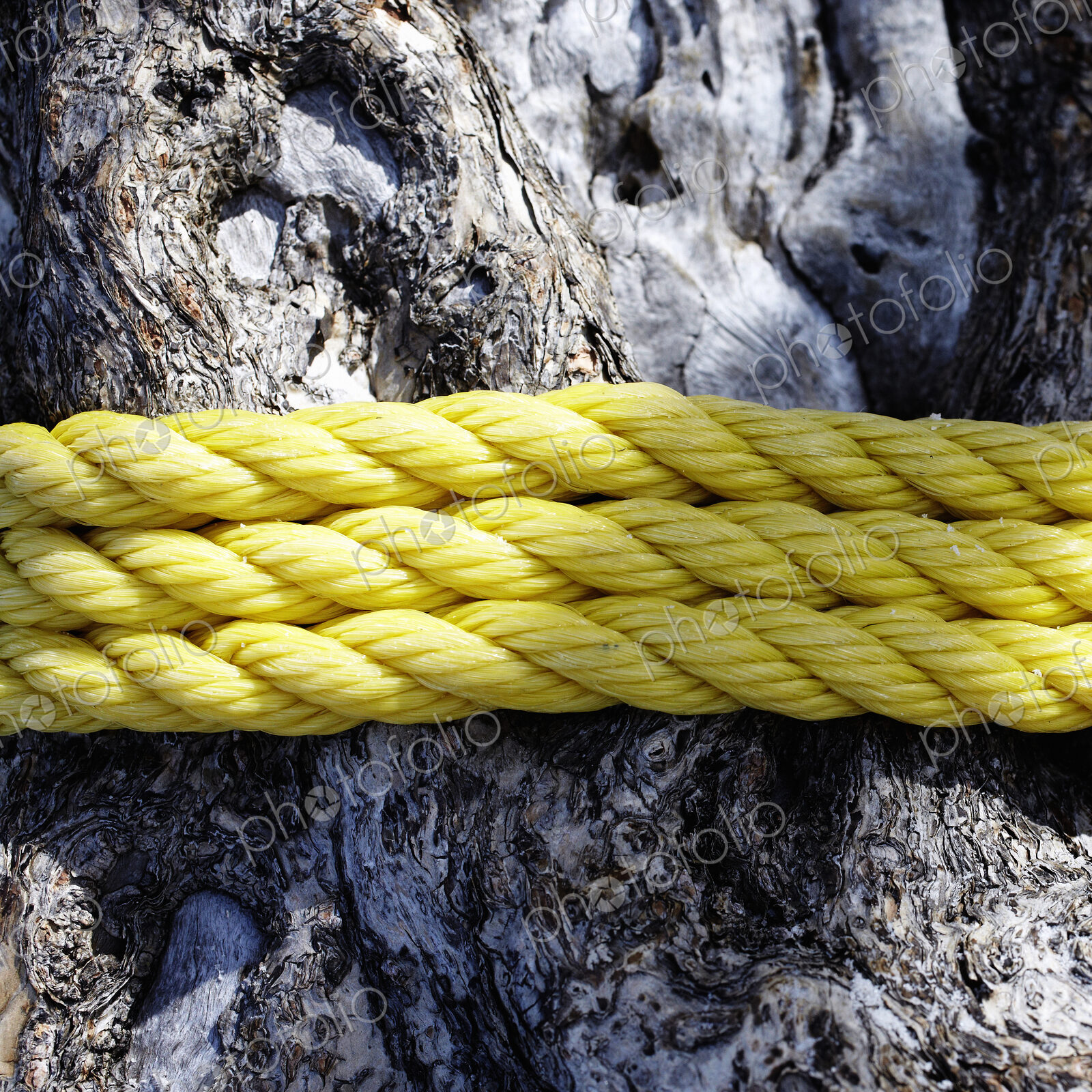 Rope Around a Tree Trunk