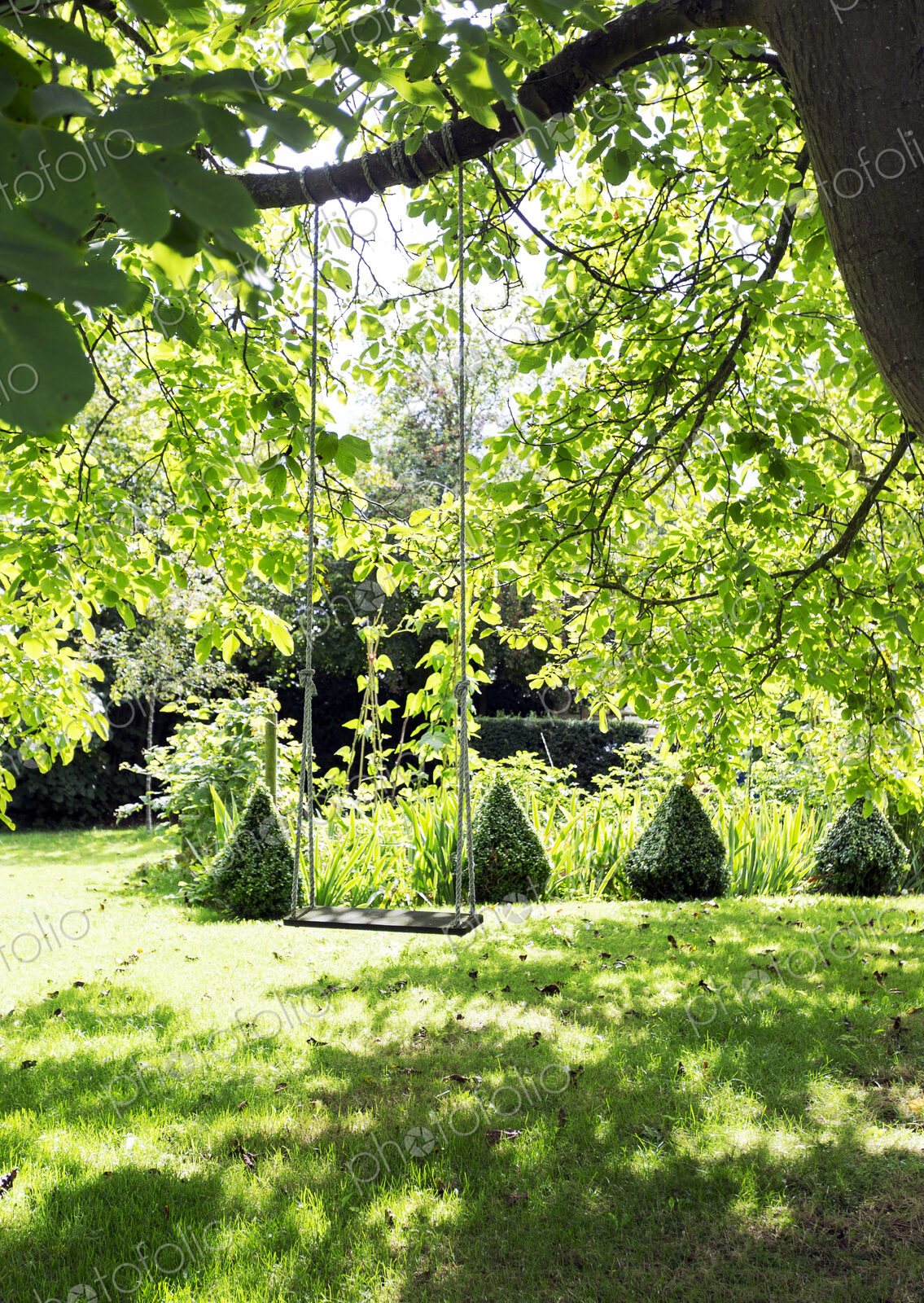 Rope swing hanging from tree branch