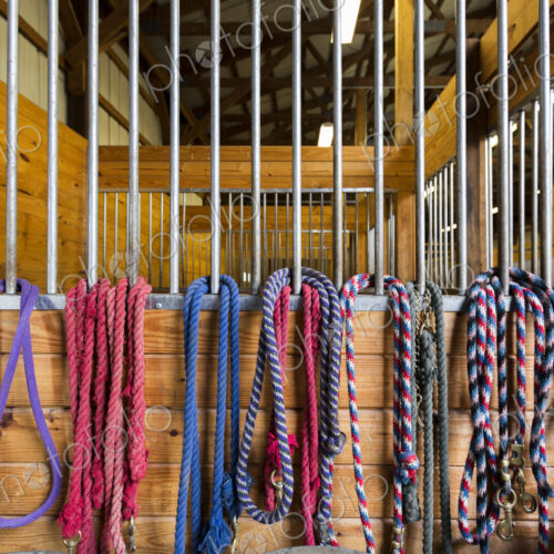 Ropes hanging from stalls in barn