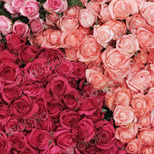 Roses at Market Roses at Market