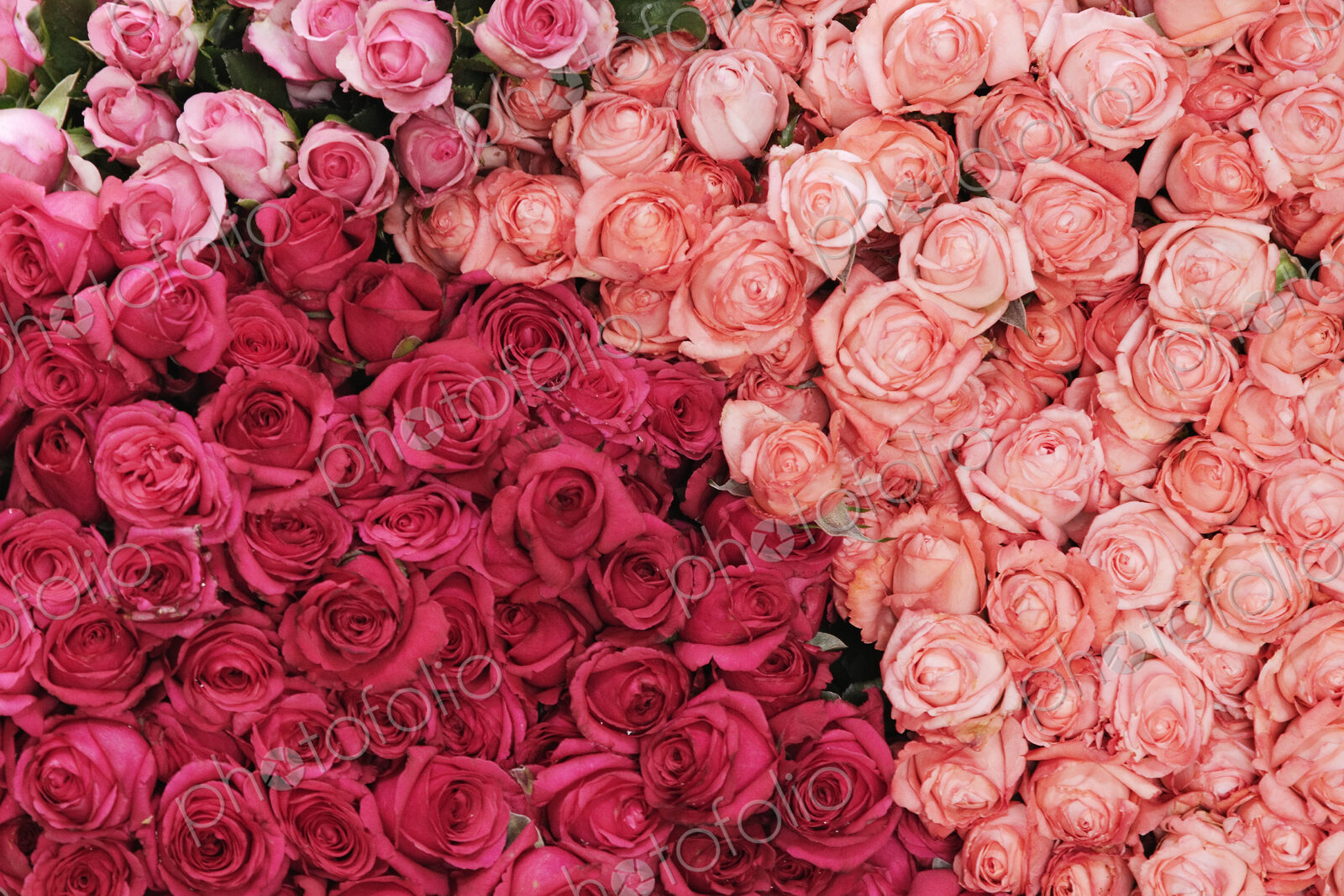 Roses at Market