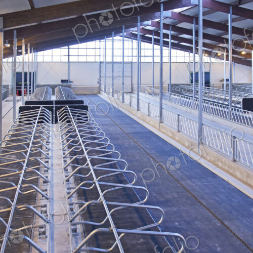 Row of Cattle Cubicles Row of Cattle Cubicles