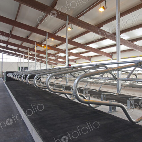 Row of Cattle Cubicles Row of Cattle Cubicles