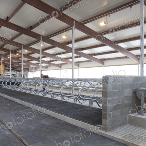 Row of Cattle Cubicles Row of Cattle Cubicles