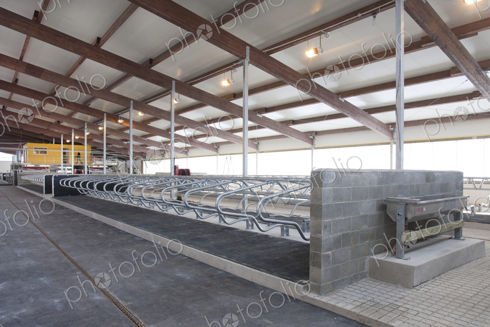 Row of Cattle Cubicles